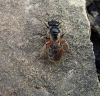 Andrena chrysosceles -3