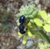 Wasps and Bees - Anderenidae