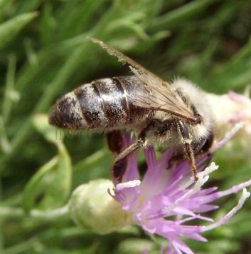 Apis mellifera-1