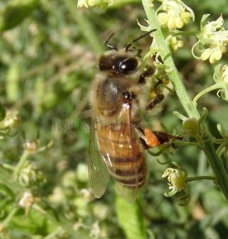 Apis mellifera-4