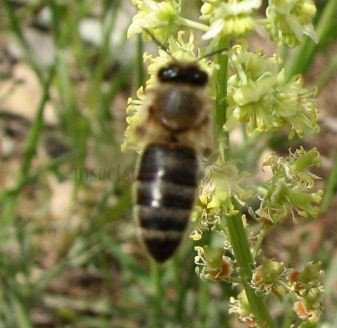 Apis mellifera-5