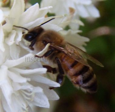 Apis mellifera-6