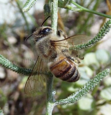 Apis mellifera-8