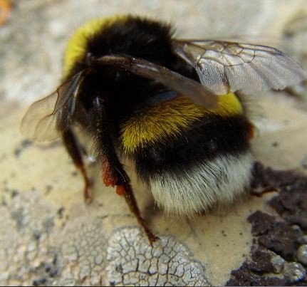 Bombus barbutellus-1