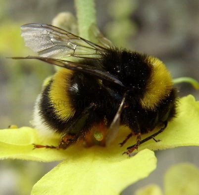 Bombus barbutellus-2