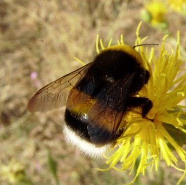 Bombus barbutellus-3