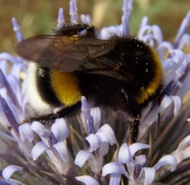 Bombus hortorum-2