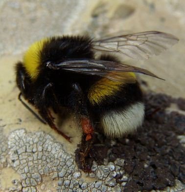 Bombus lucorum