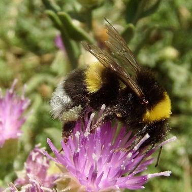 Bombus maderensis