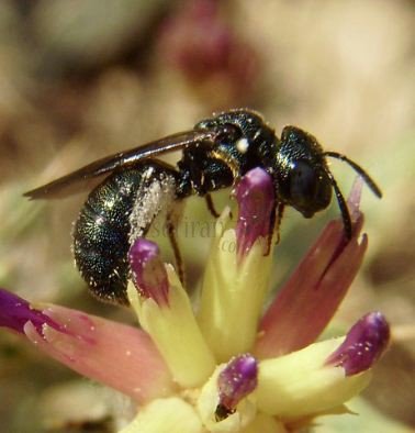 Ceratina chalybea  -2