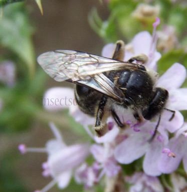 Eucera alticincta