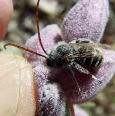 Eucera nigrifacies  -2