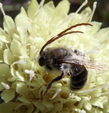 Eucera nigrifacies  -3