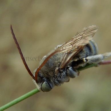 Eucera nigrifacies -4