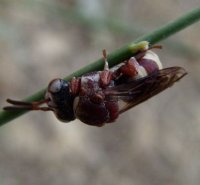 Epeolus variegatus-1