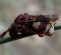 Epeolus variegatus-2