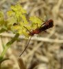 Wasps and Bees - Braconidae