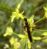 Wasps and Bees -  Cephidae