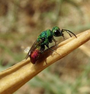 Chrysis radians