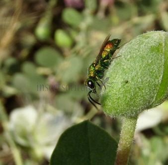 Pseudomalus pusillus -2