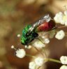 Wasps and Bees - Chrysididae