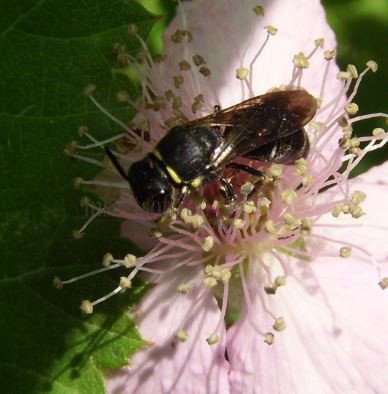 Hylaeus hyalinatus-3