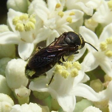 Hylaeus hyalinatus-4