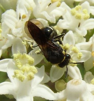 Hylaeus hyalinatus-5