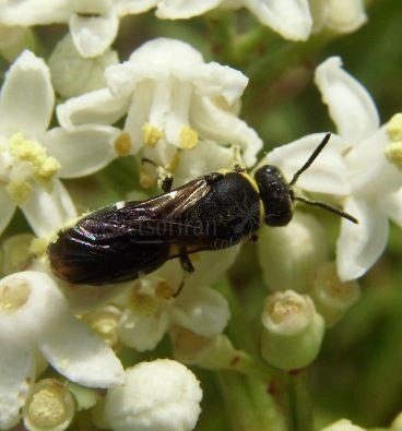 Hylaeus hyalinatus-6