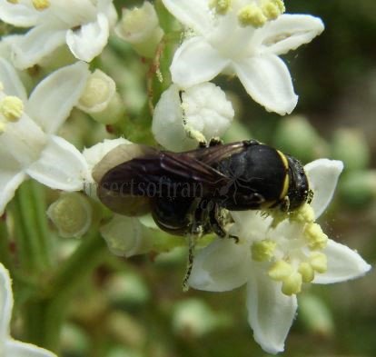 Hylaeus hyalinatus-7