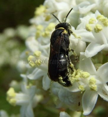 Hylaeus hyalinatus-8