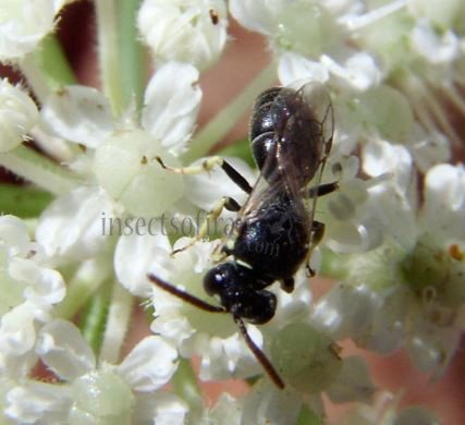 Hylaeus imparilis -1