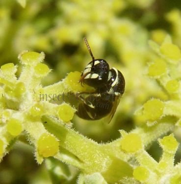 Hylaeus imparilis -2