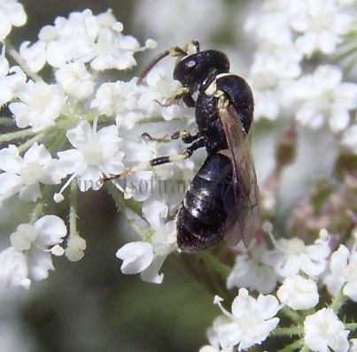 Hylaeus kahri -1