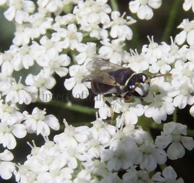 Hylaeus kahri -2