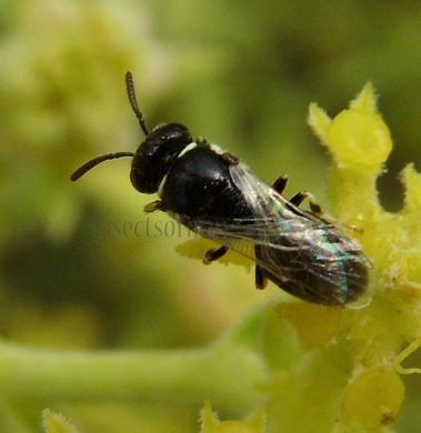 Hylaeus mesillae-1