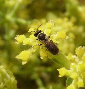 Hylaeus mesillae-2