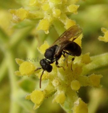 Hylaeus mesillae-3