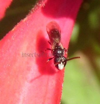 Hylaeus nigritus -2