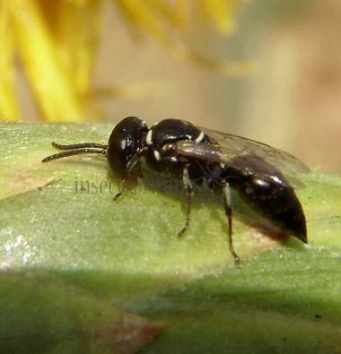 Hylaeus pectoralis -1