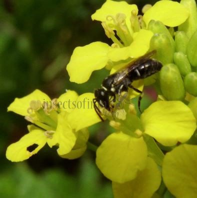 Hylaeus pectoralis -2