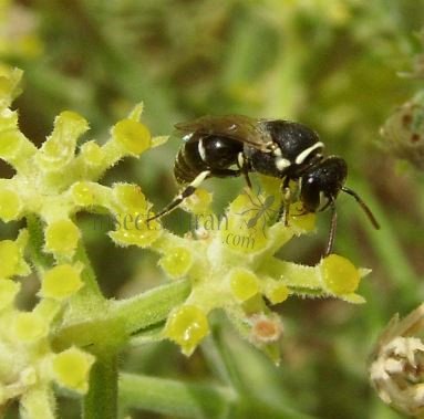 Hylaeus pectoralis -4