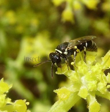 Hylaeus pectoralis -5