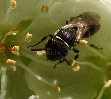 Hylaeus pectoralis -6