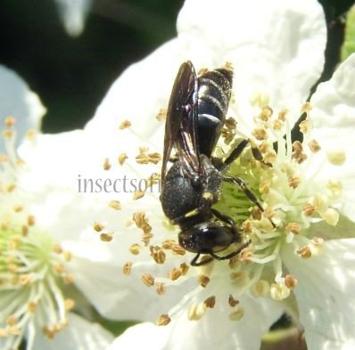 Hylaeus pectoralis -7