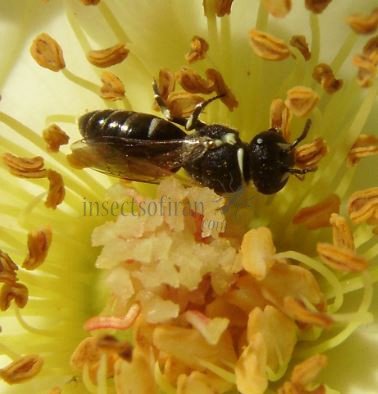 Hylaeus pectoralis -9