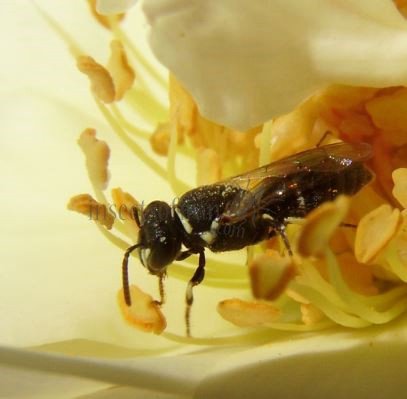 Hylaeus pectoralis-10