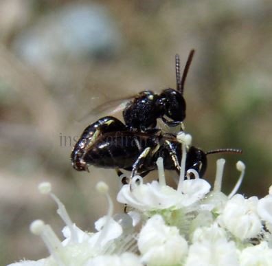 Hylaeus punctulatissimus -1