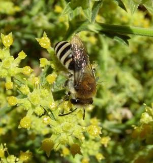 Colletes fodiens-1