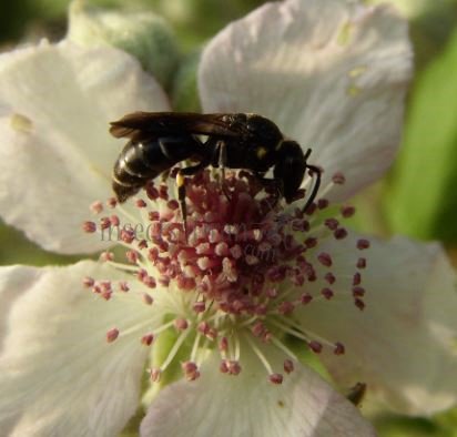 Hylaeus punctulatissimus -11